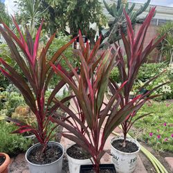 Hot Chilli Cordyline 15$ Each