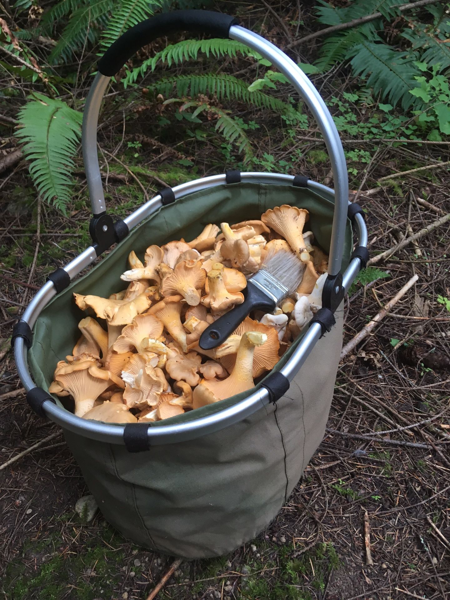 Chanterelles for Sale in Seattle, WA OfferUp