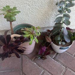 2 Plants - Free Pick Up