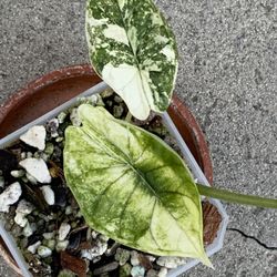 Alocasia Dragon Scale Albo