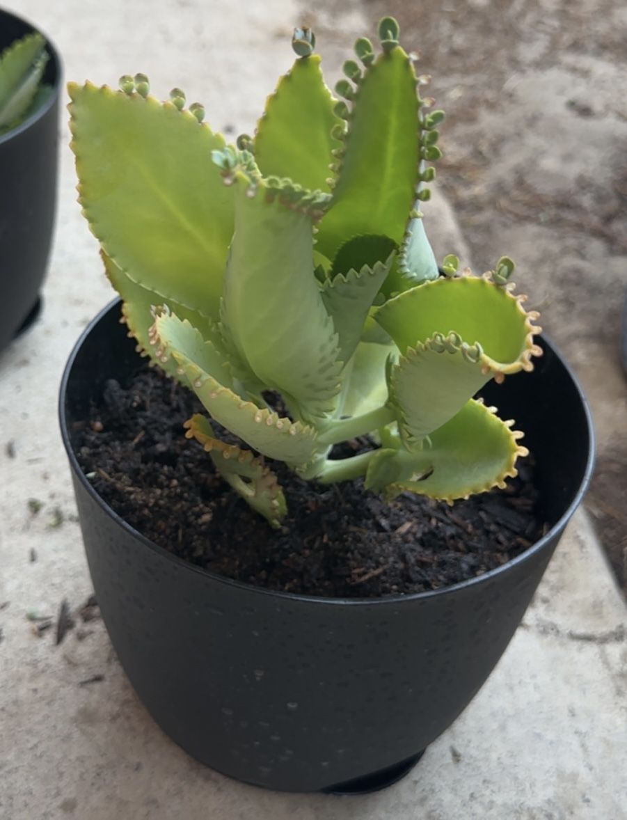 Calanchoe = Mala Madre 