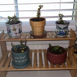 Ceramic Planter Pot With Live Succulents (Portulacaria Afra) Elephant Bush 