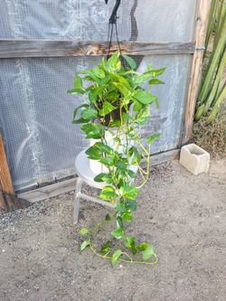 Golden Pothos Plant 8" Nursery Pot