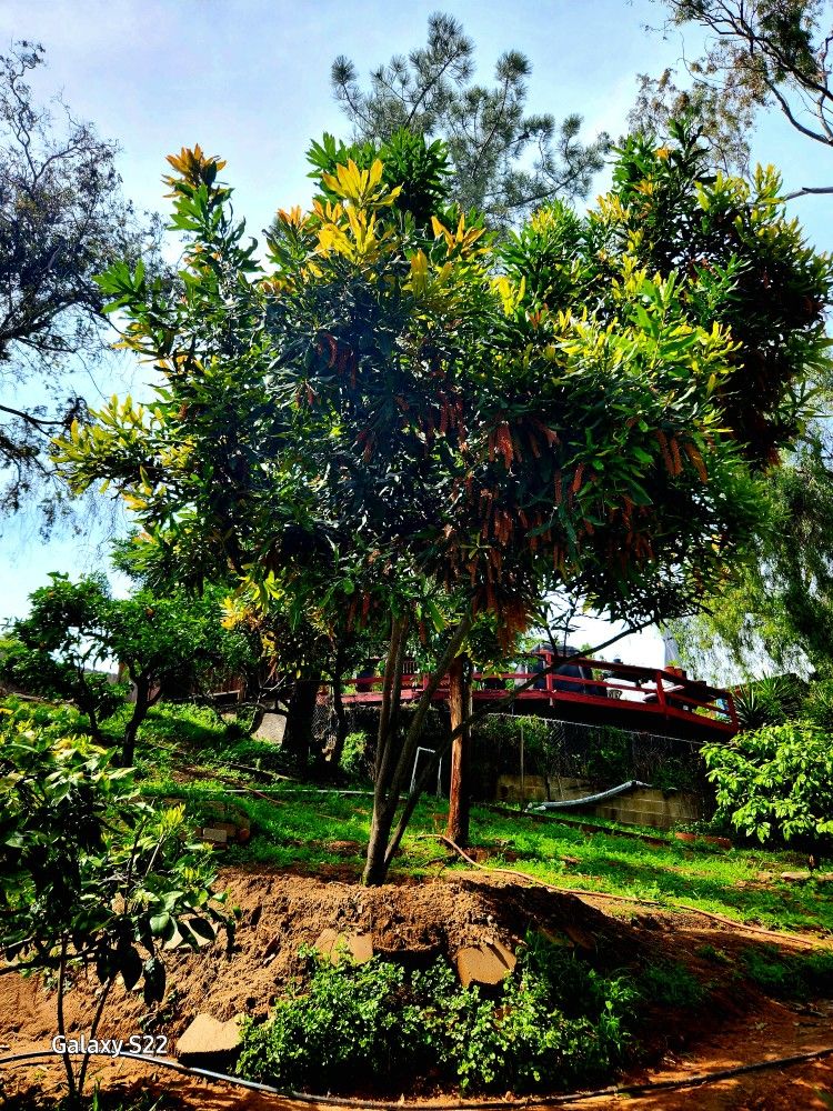 MACADAMIA NUT Trees/ Seedlings