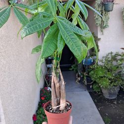 Braided Money Tree $18