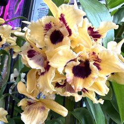 Dendrobium Orchid Big Flowers And Tall With Rare Colors