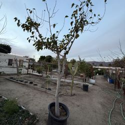 Mulberry Tree Fruit Tree 