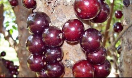 Super sale July $180 red Jaboticaba tree