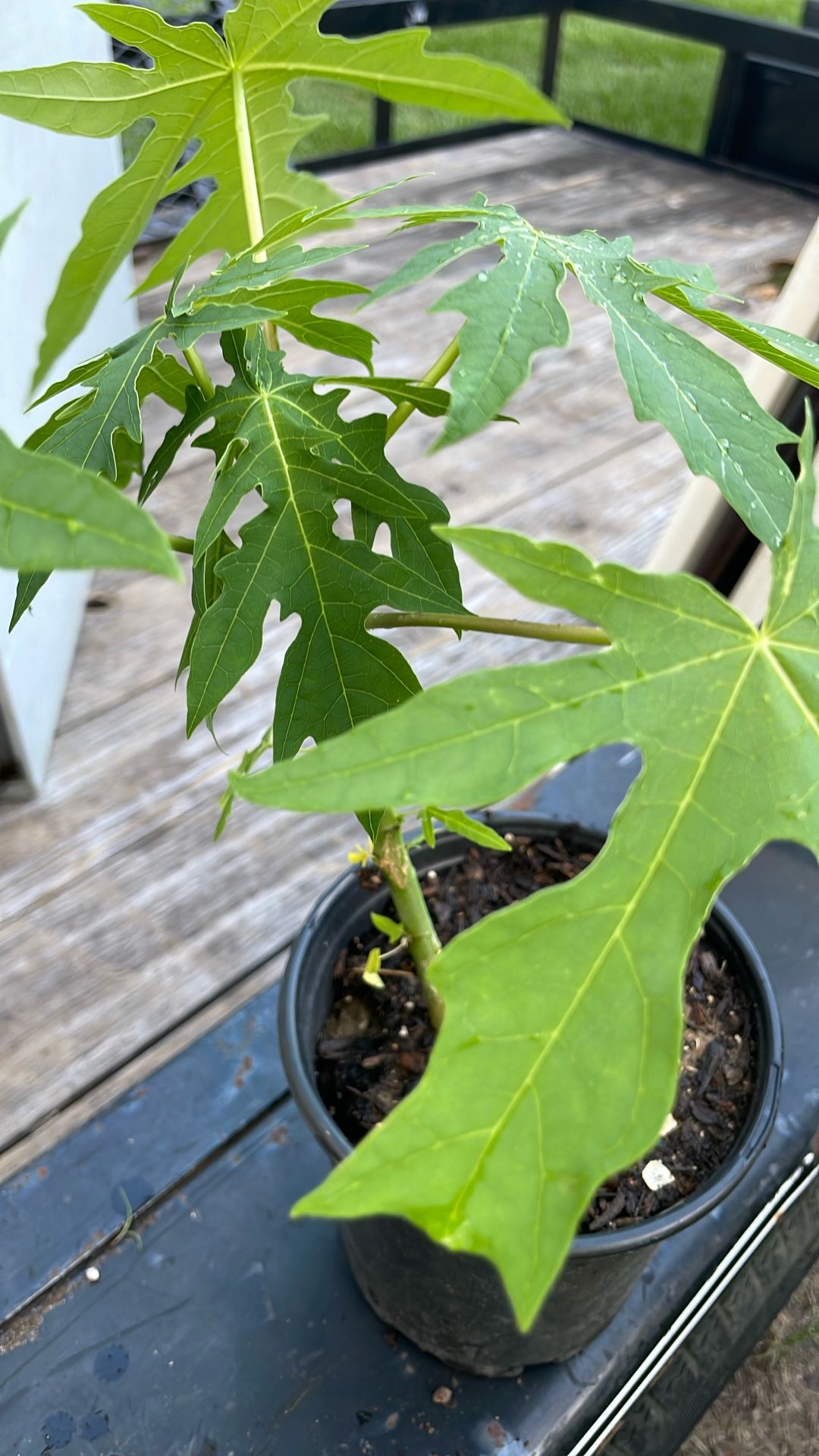 Papaya Plant