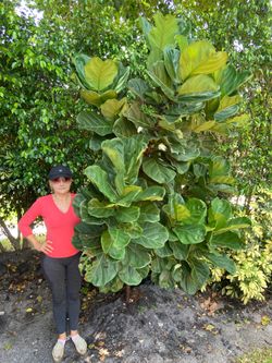 Fiddle leaf fig – ficus Lyrata