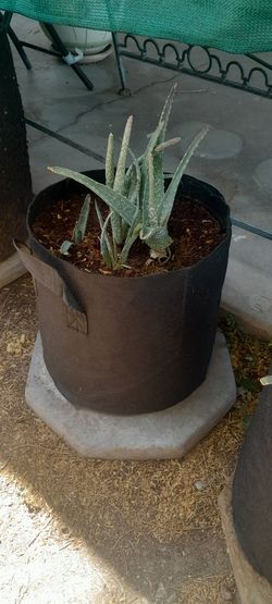 Aloe Vera Plants