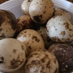 Organic Eggs - Huevos Orgánicos 40+ Egss For $13.00