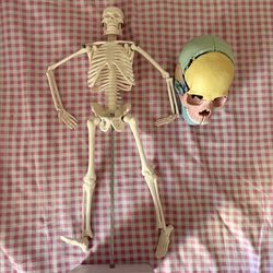 Anatomy skull and skeleton