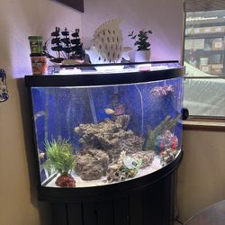 54 Gallon Corner Fish Tank