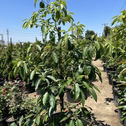Avocado Trees