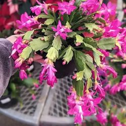 Christmas Hanging Baskets 