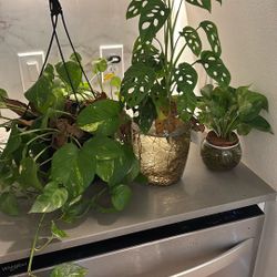 Two Pathos those plants and one swish plant