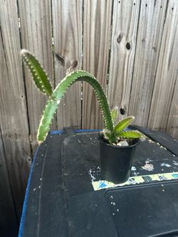 planta de cactus