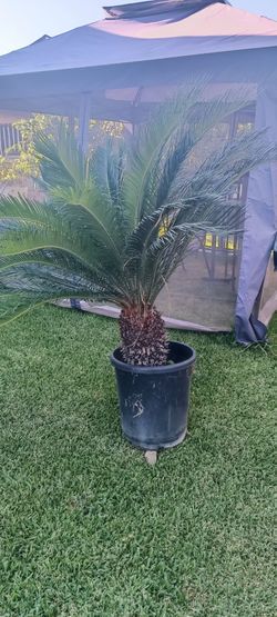 5ft. Sago Palm