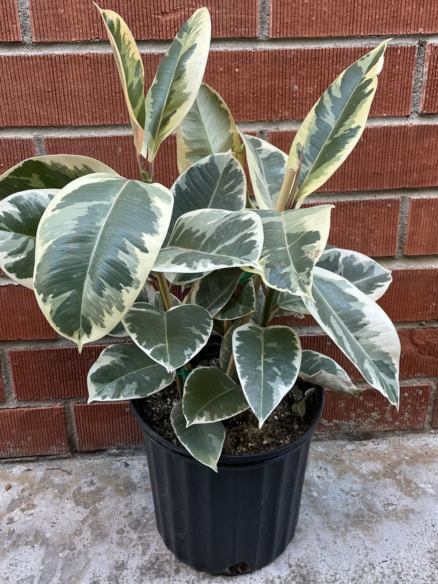 Ficus Elastica Tineke Variegated Rubber Tree House Plant