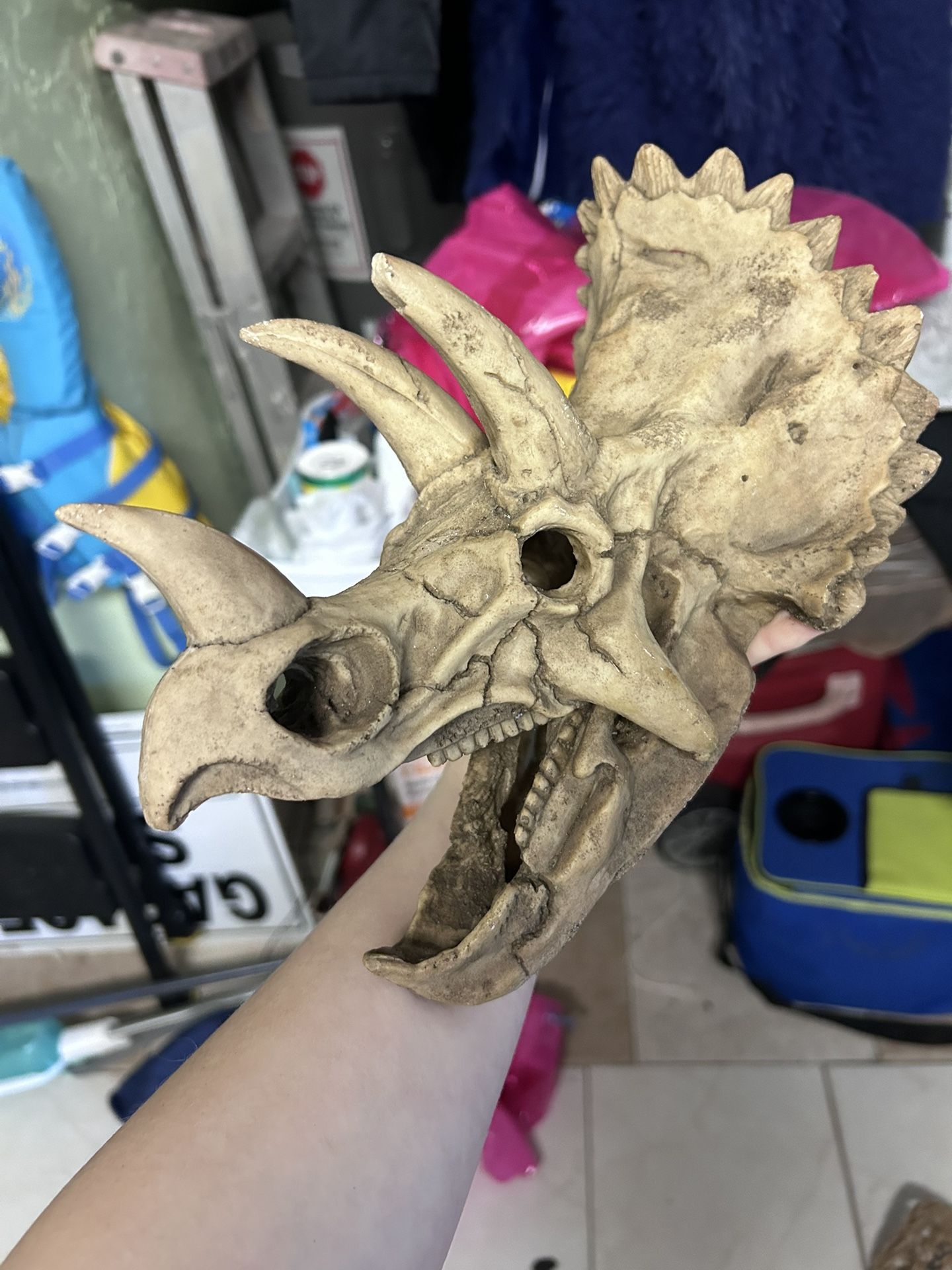 Dino Skull And Hammock (reptile)