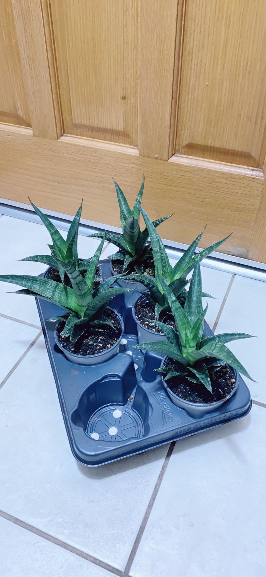 Rare Sansevieria Snake Plant 🪴 $15 each 