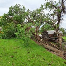 Árboles (TREES)