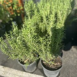 ROSEMARY’S PLANT’S🌿🪴/ ROMEROS 🌿🪴 $10.00EACH