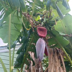 Exotic Banana Plants