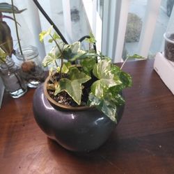 Variegated English Ivy