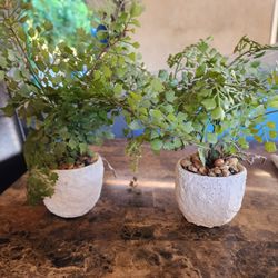 Plant House Decor