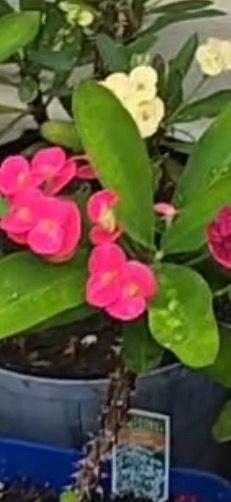 Crown of thorns (coronas de Cristo)