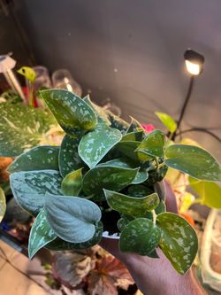 Large Satin Pothos 4in Pot
