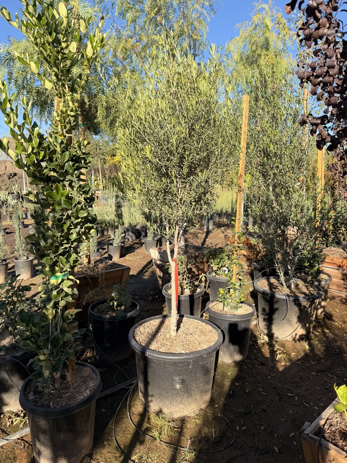 Olive Trees 25 Gal