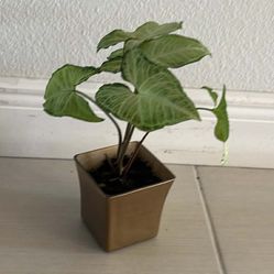 Real Syngonium Plant 