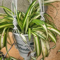 Spider Plants $5-$15