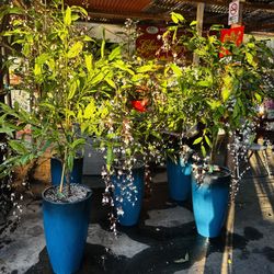 Dạ Ngọc Minh Châu EKT Nursery 