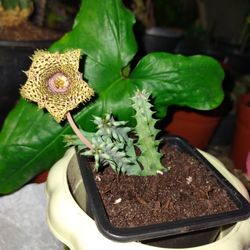 Plantas De Stapelia 