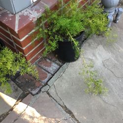 A lot Of Succulents Plants In House Backyard, Come Choose And Make Offer 