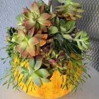 Succulents On Real Pumpkins