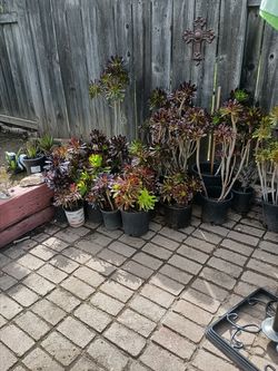 Plants for sale 5.00 each