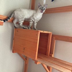 Kitty Litter 