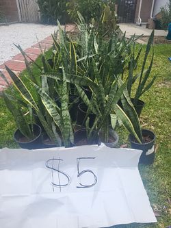 Snake plants ($5) lengua de suegra