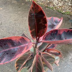 Variegated Rubber Plant 