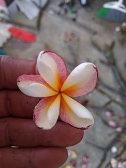 Plumeria clipping