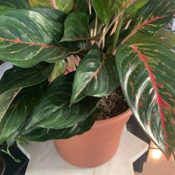Aglaonema emerald 
