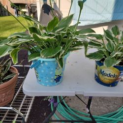 Hostas  Plants 