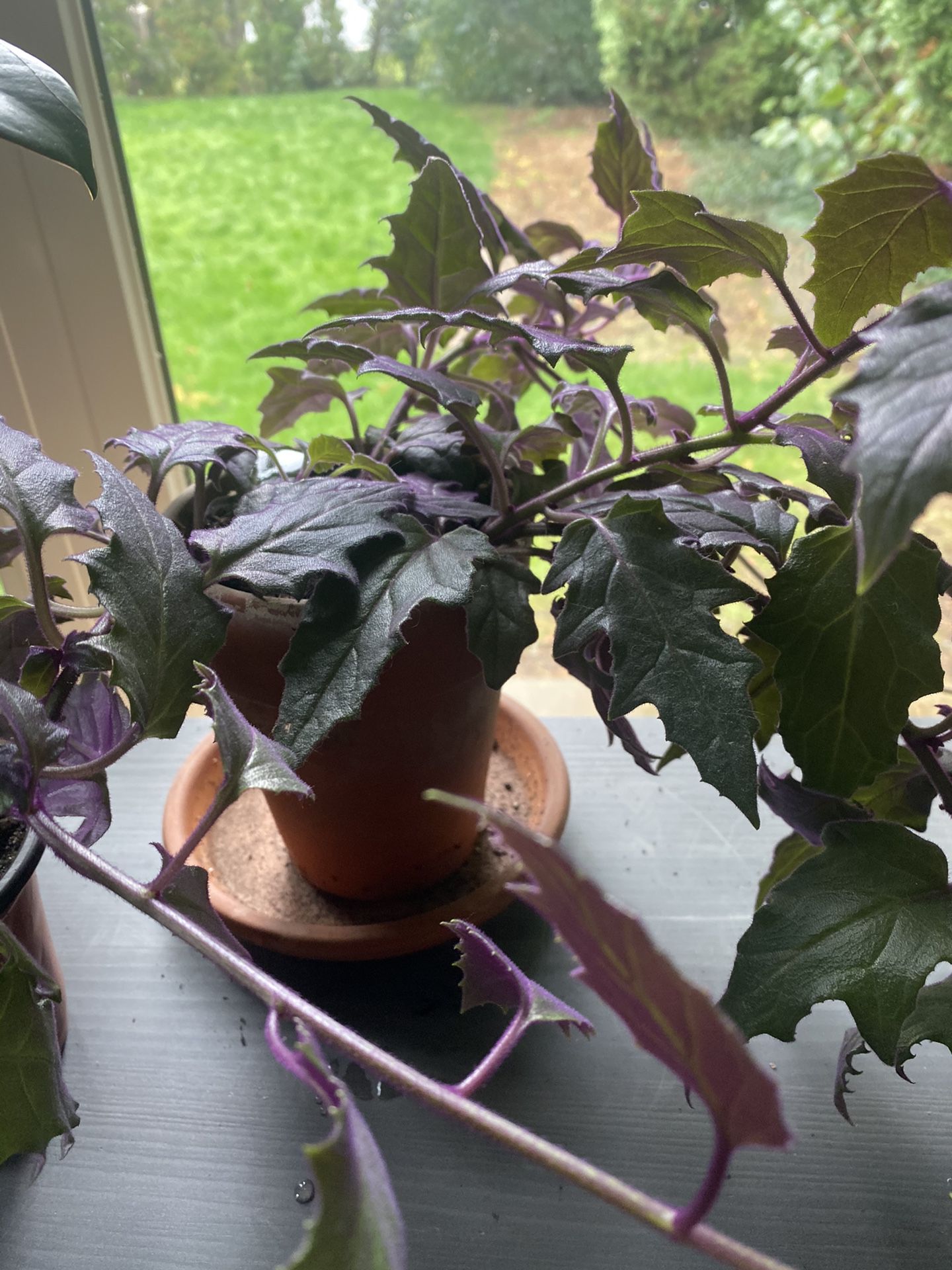 Purple Passion Plant (Gynura aurantiaca )