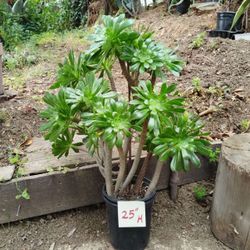 Large Potted Plant 