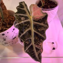 Alocasia Pink Amazonica corms 